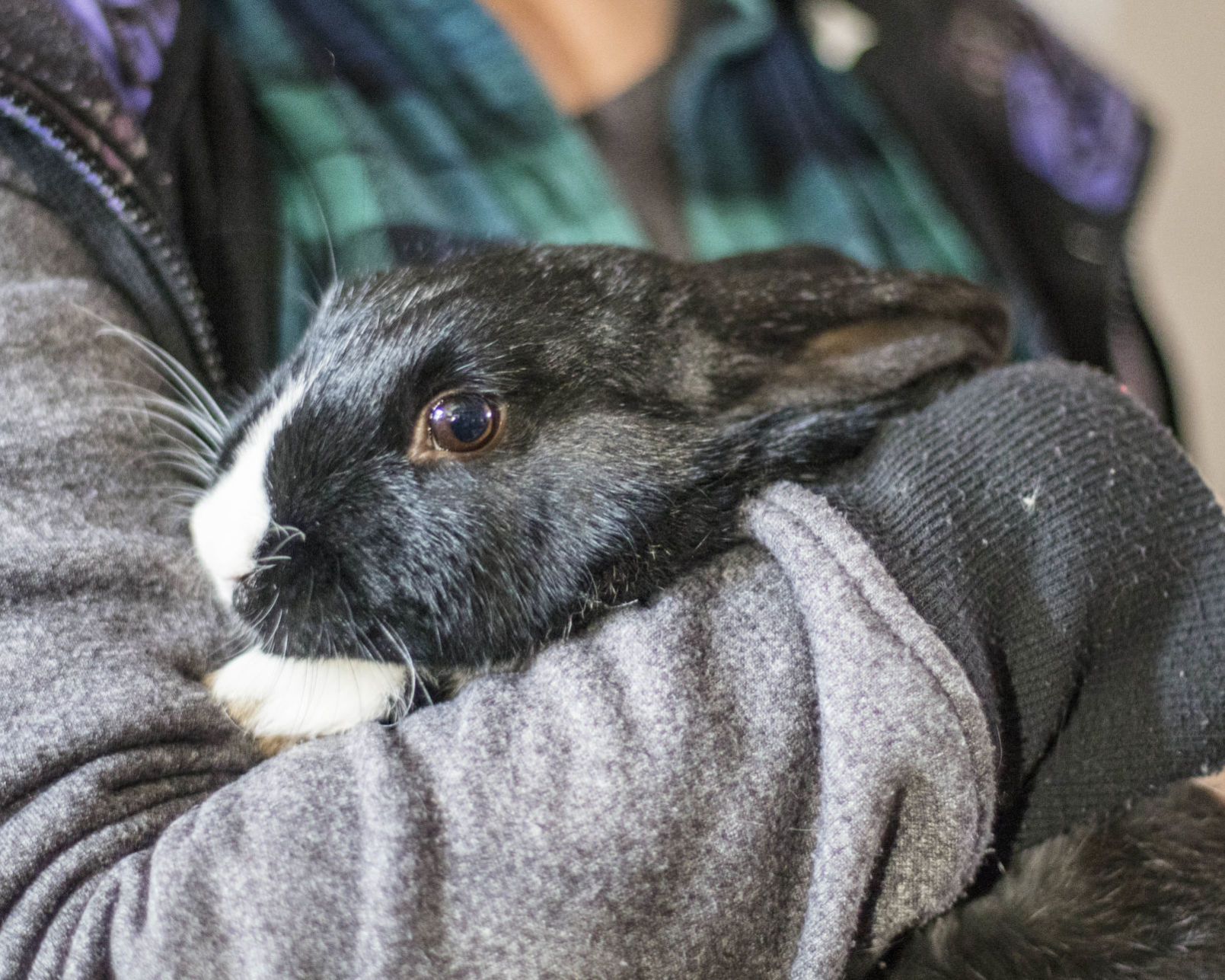 rabbit fostering near me