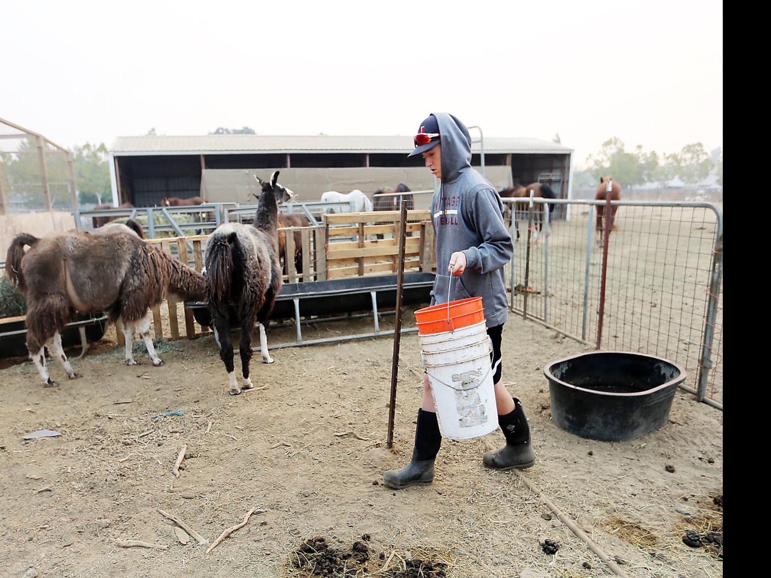 Napa School District To Sell Former Vintage Farm Site Developer Plans 53 Homes Local News Napavalleyregister Com