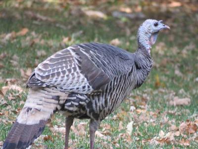 Napa Valley S Living Landscape Wild Turkey Talk Lifestyles