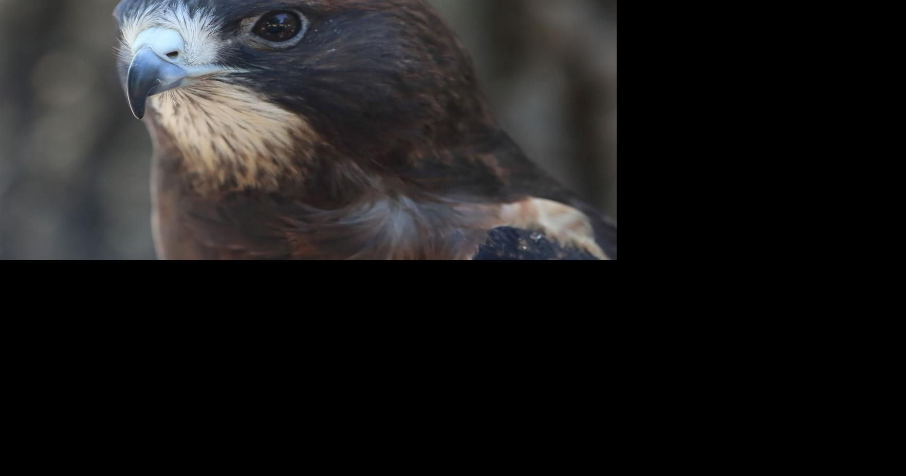 Napa County delays micro-winery decision to address Swainson's hawk issue