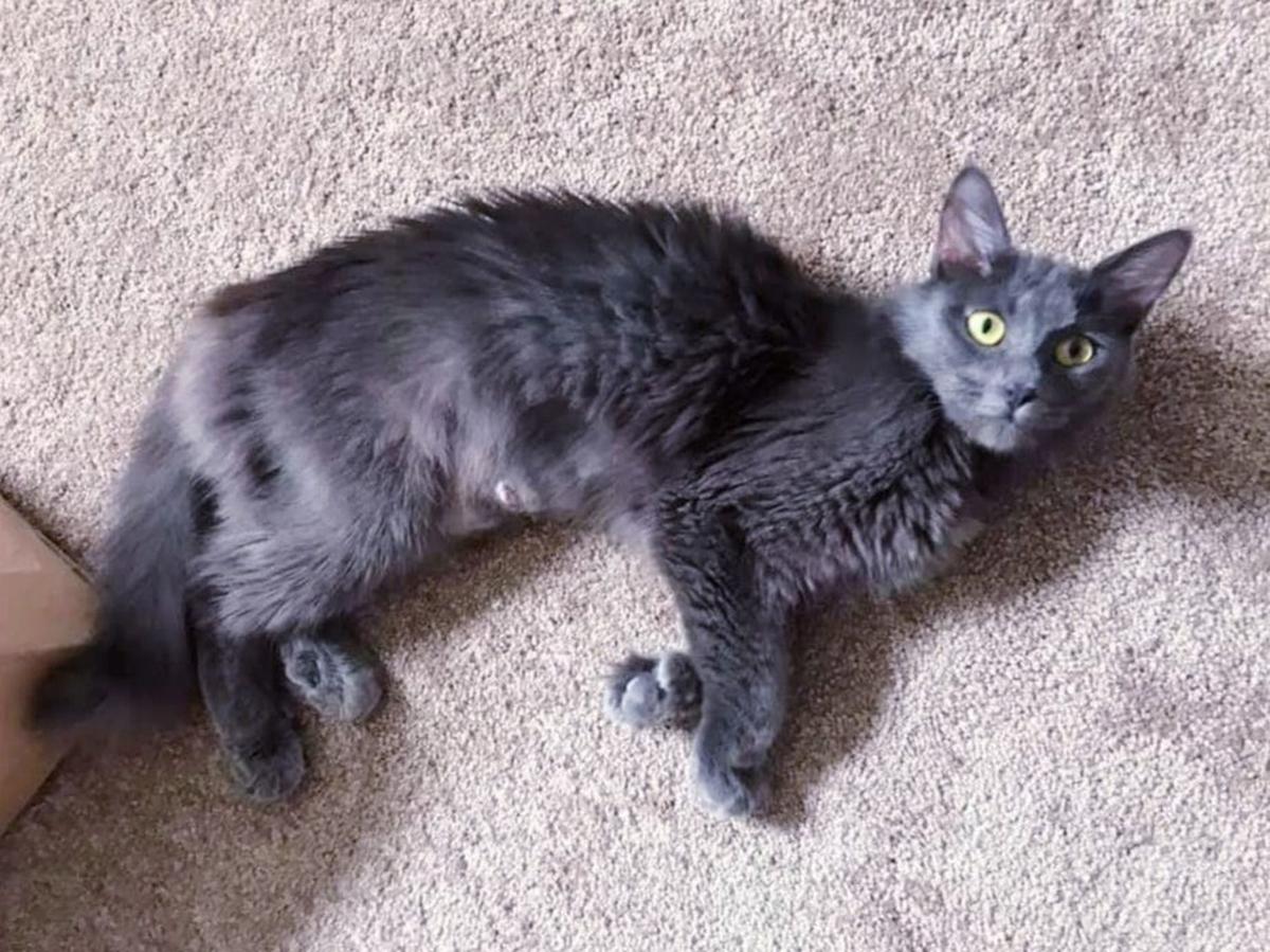 Adopt A Pet Ethel Lifestyles Napavalleyregister Com