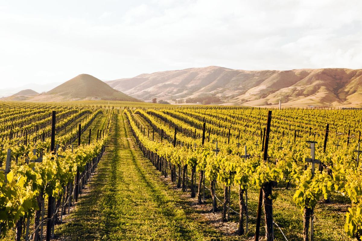 Napa Valley Wineries Prepare To Reopen Bring Your Own Mask