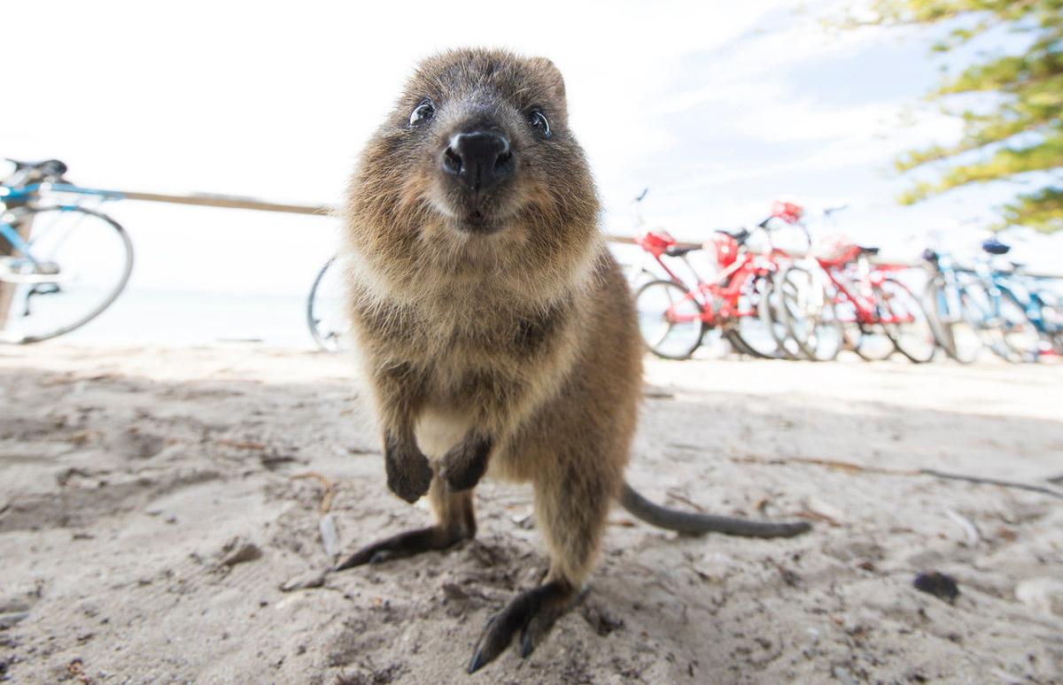 Rottnest Island Western Australia S Holiday Playground Lifestyles Napavalleyregister Com