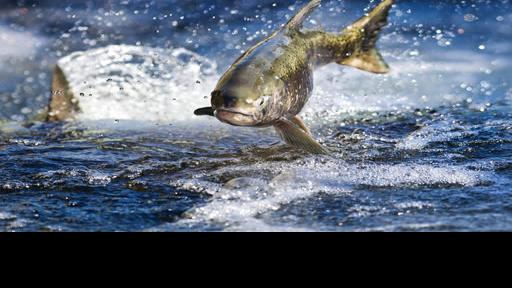 California Must Stop Relying On The Endangered Species Act To