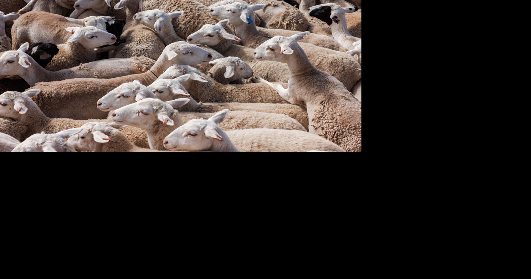 Expiration of wage law for goat and sheep threaten grazing