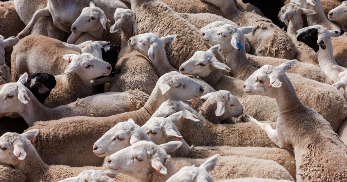 Expiration of wage law for goat and sheep threaten grazing