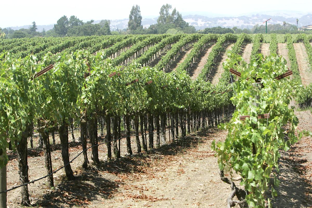 Vineyards in the Napa Valley