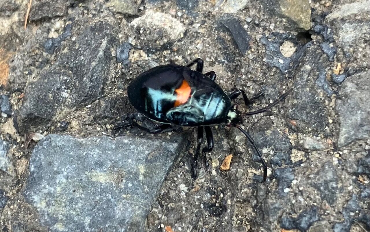 64f9178806002.image.jpg?crop=