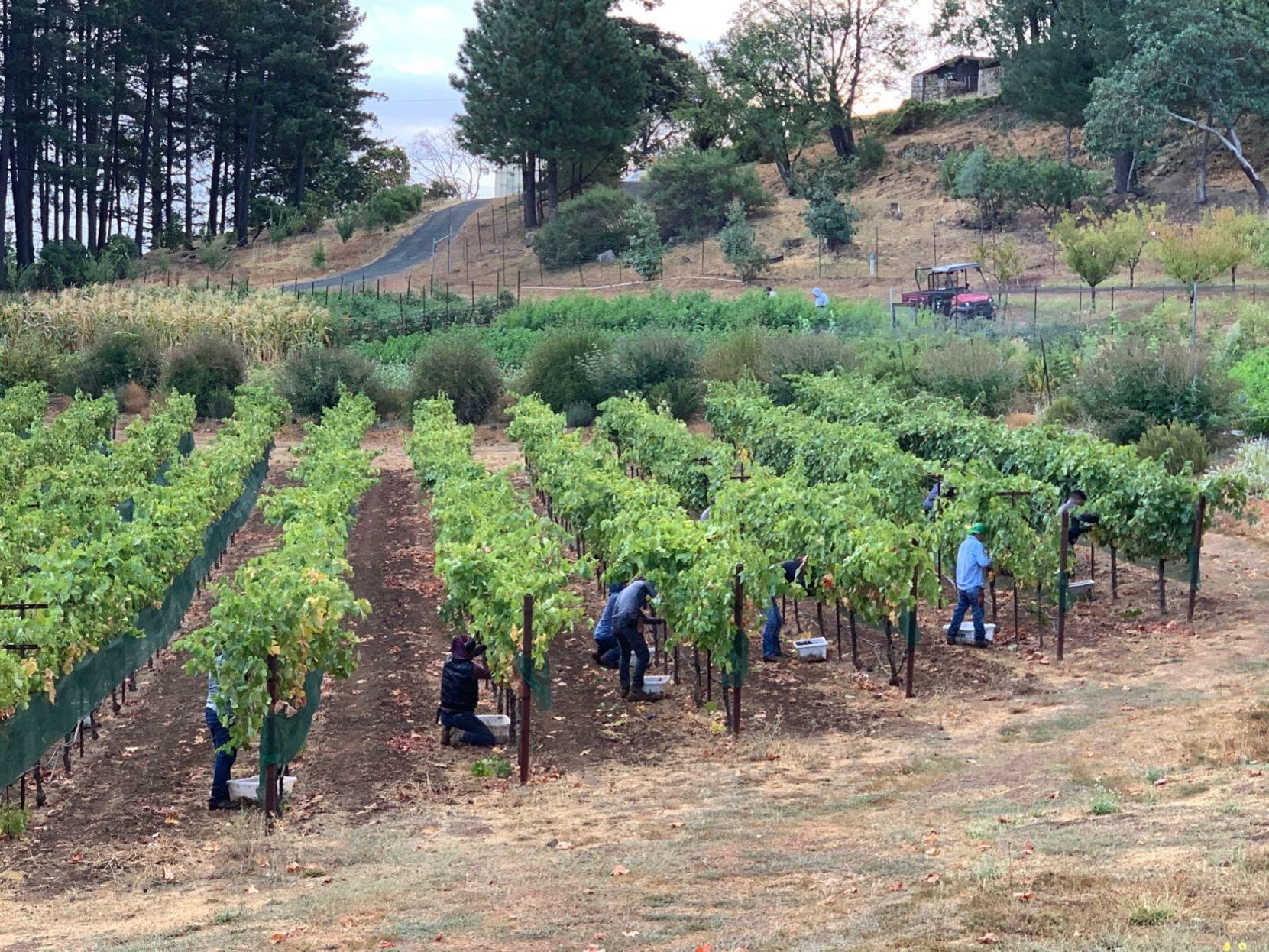 Napa Valley Harvest Report Get Ready For Cabernet News