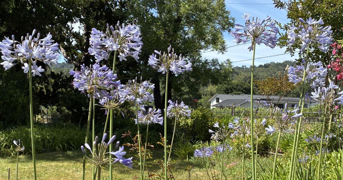 Kevin Courtney, Napa Journal: War of the flowers