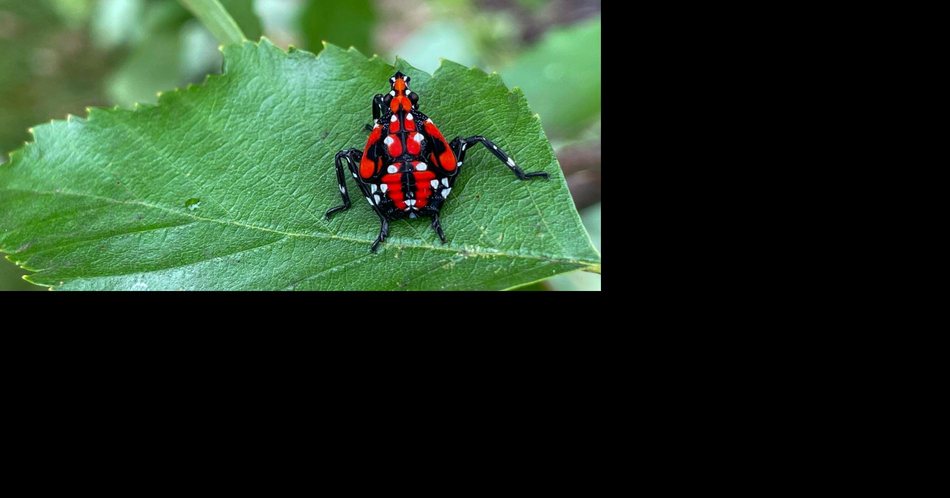 Napa County Master Gardeners: Eyes on the spotted lanternfly