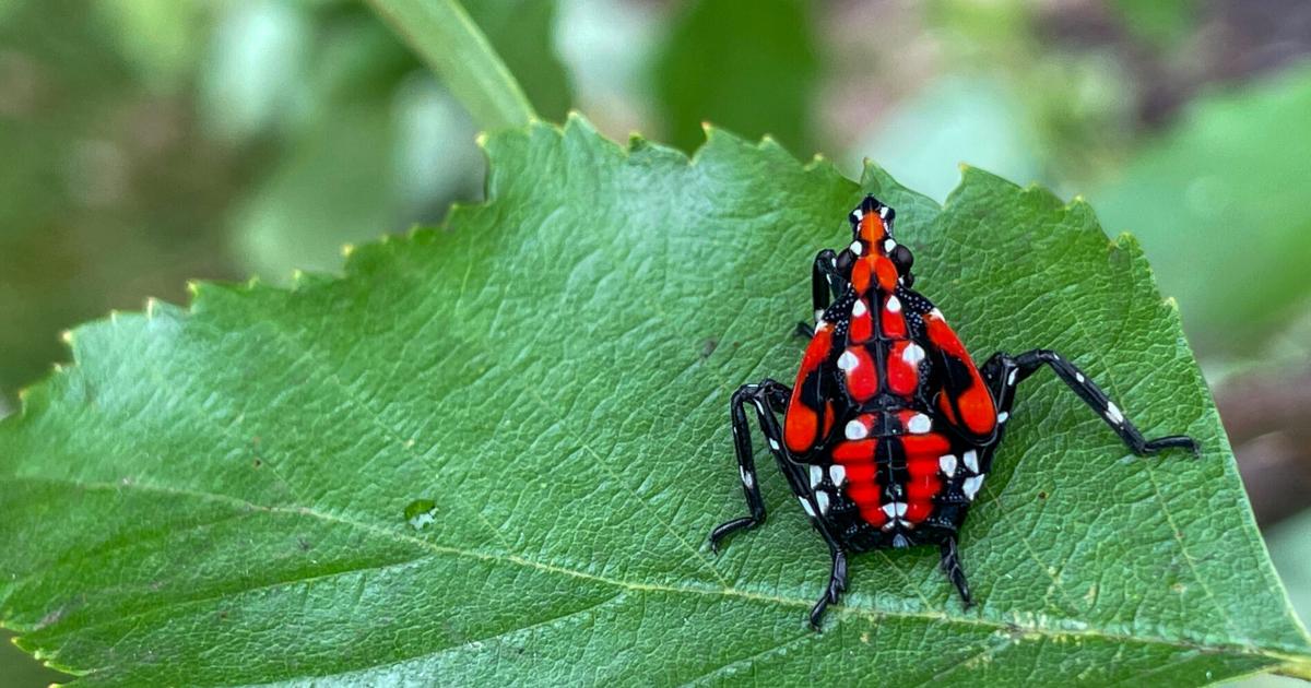 Napa County Master Gardeners: Eyes on the spotted lanternfly