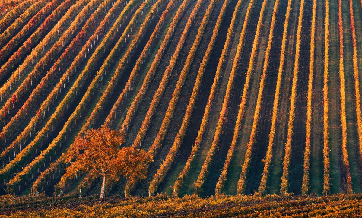 Vineyard, generic