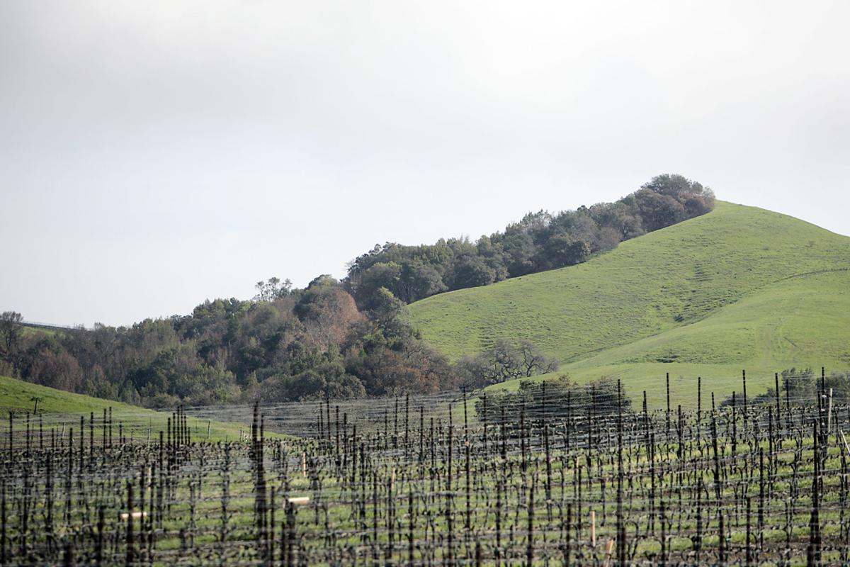 Oak Woodlands