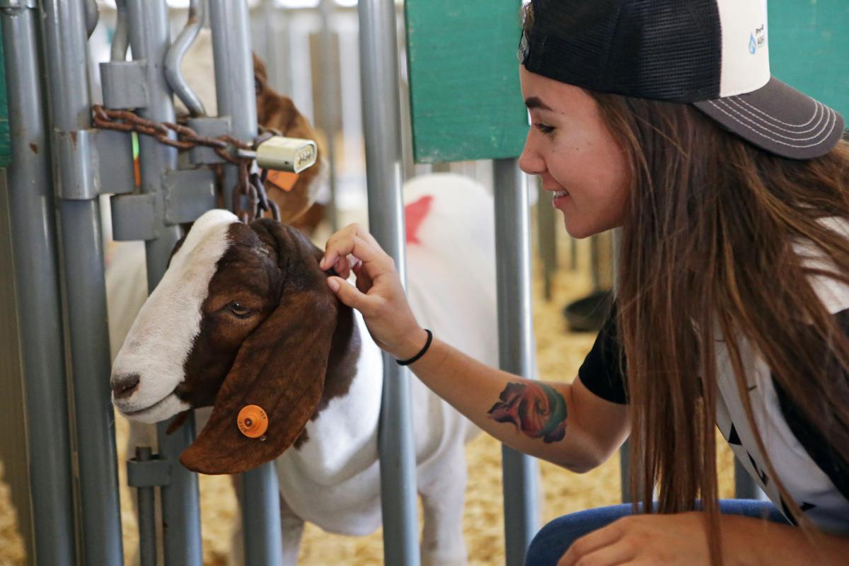 Junior Livestock Auction 2017