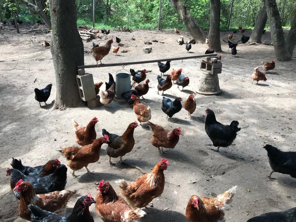 Napans Turn To Local Farmers For Their Egg Fix Local News Napavalleyregister Com