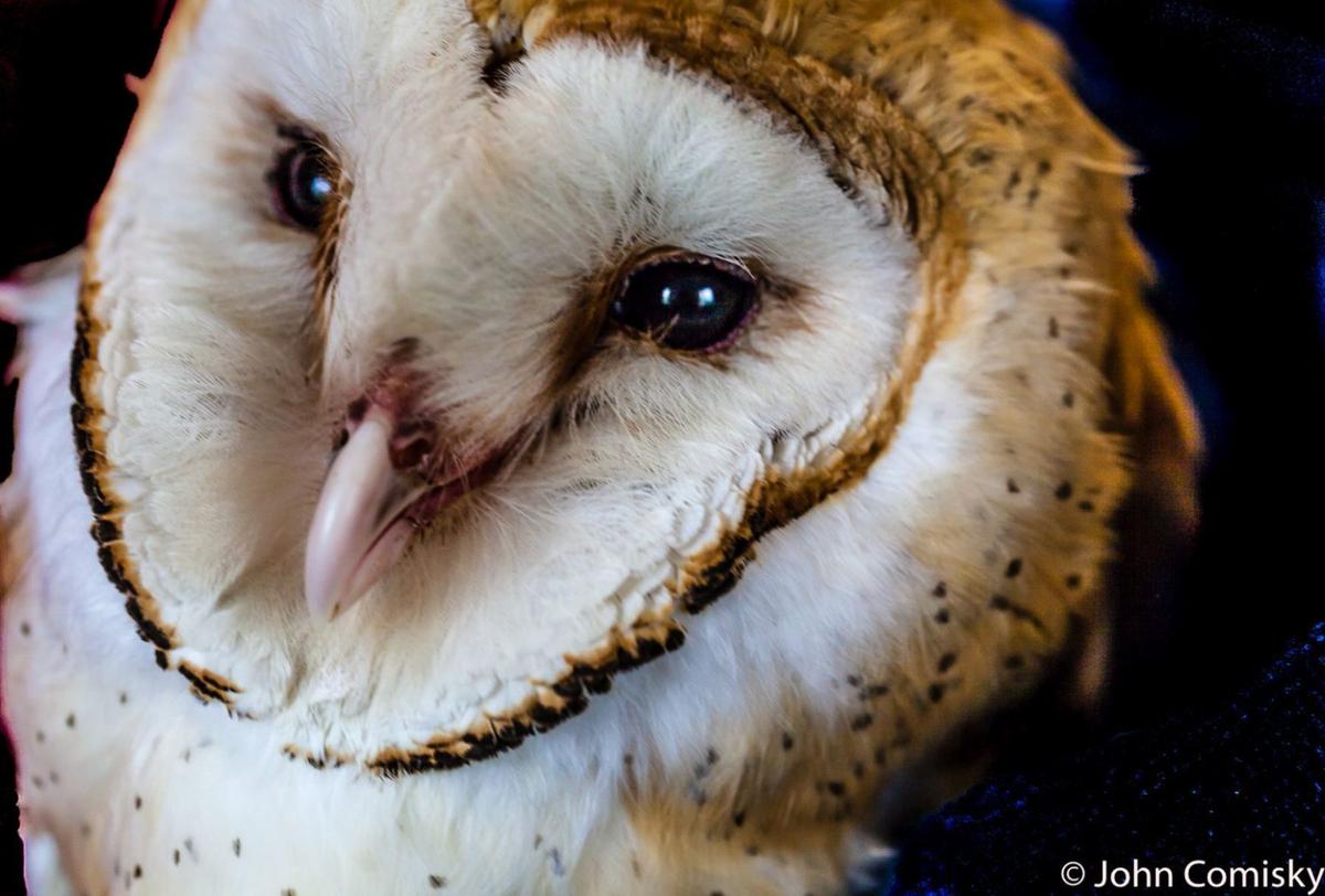Barn Owl in rehab
