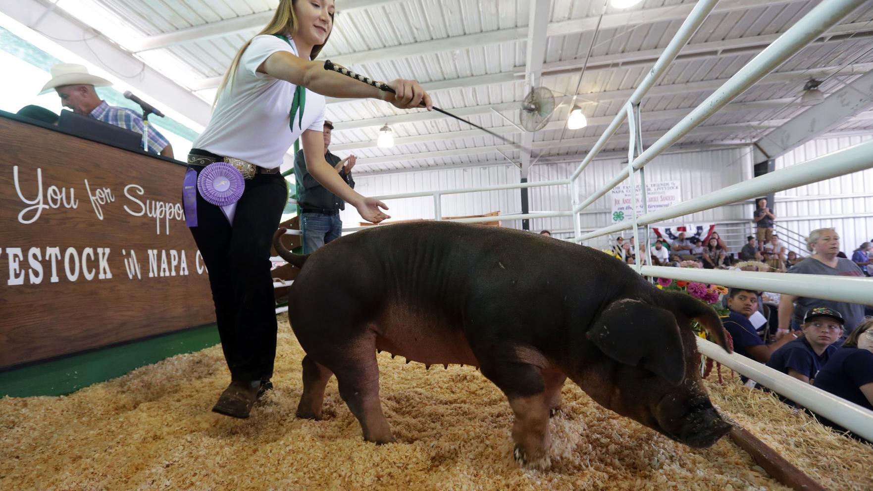 Napa Valley Expo welcomes bidders, farm animal raisers back to in-person Junior Livestock Auction - Vimarsana News