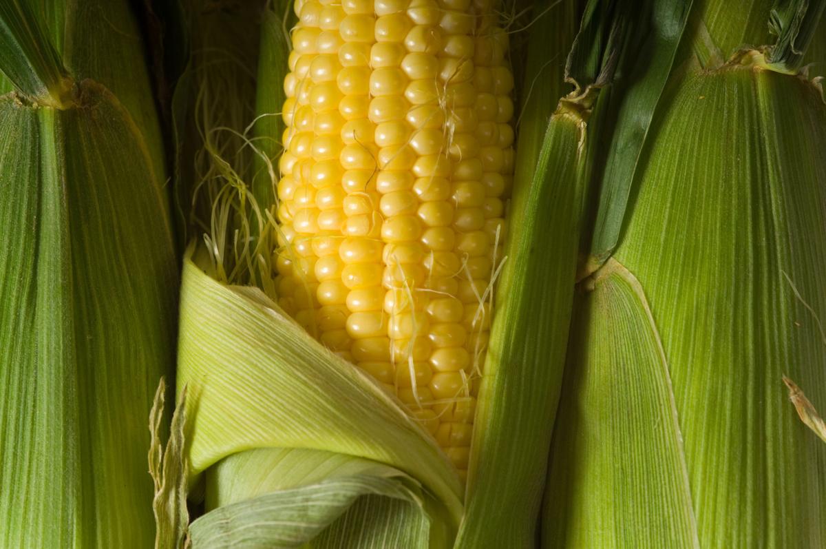 Corn 2
