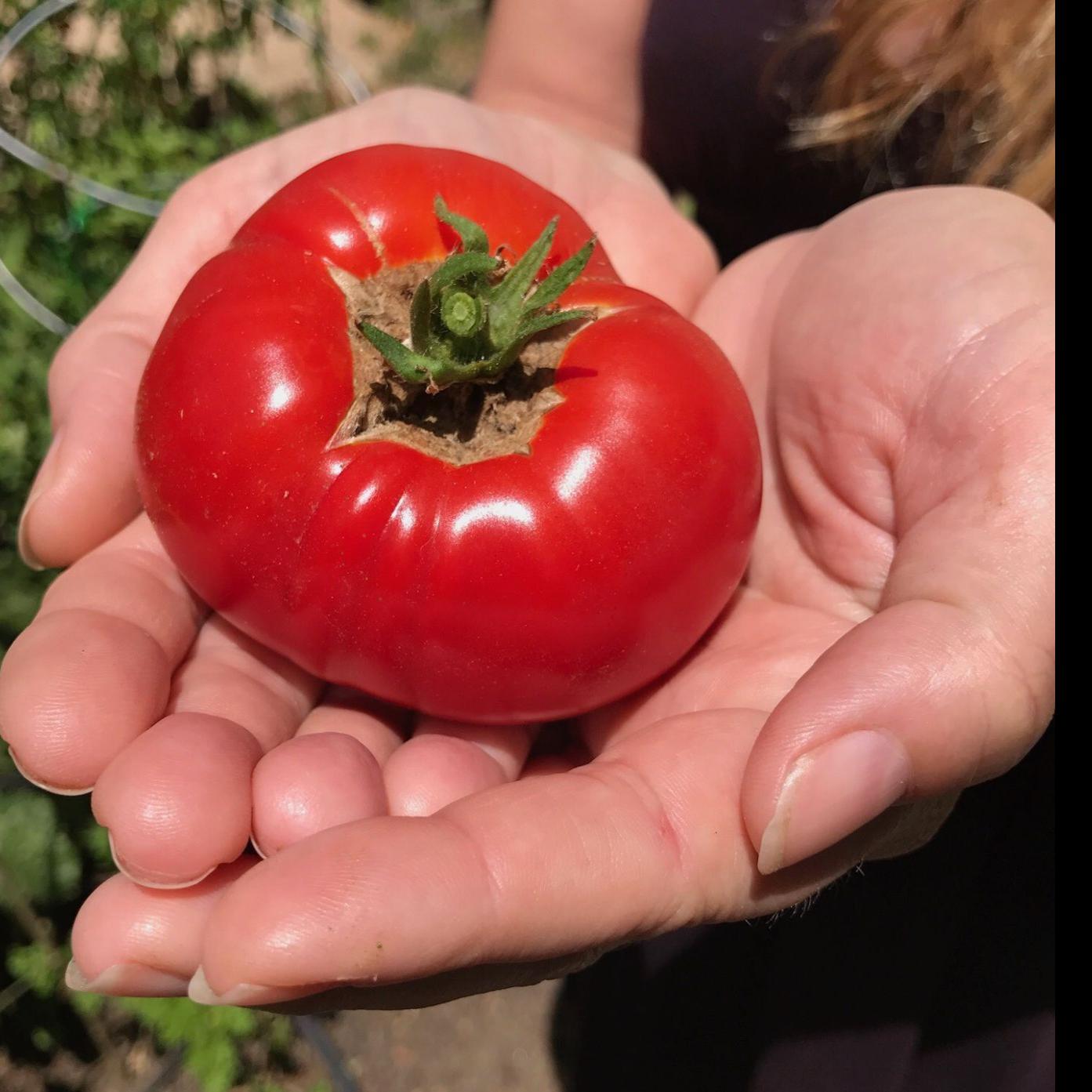 Napa Farmers Market Did You Say Tomato Water Food Columnists Napavalleyregister Com