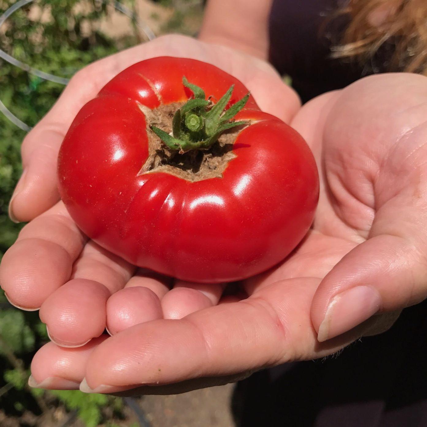 Napa Farmers Market Did You Say Tomato Water Food Columnists Napavalleyregister Com Napa Farmers Market Did You Say Tomato Water Food Columnists Napavalleyregister Com