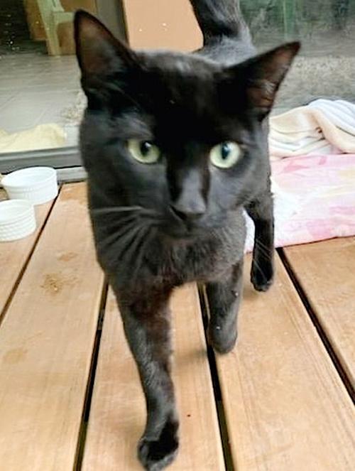 Adopt a Pet | Mowgli