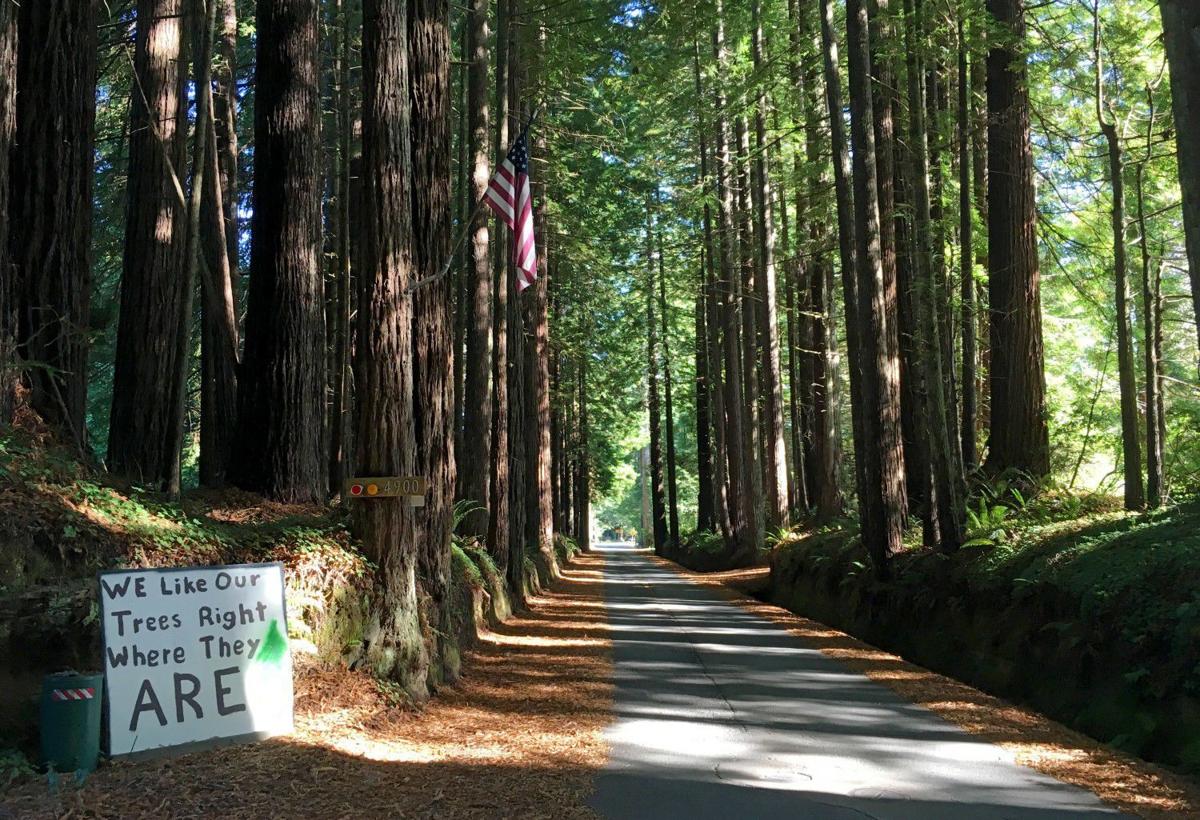 In Northern California Residents Brace For A Fight Over Their Magical Redwood Lined Road Local News Napavalleyregister Com