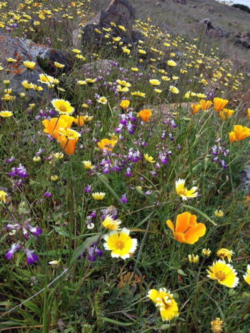 Landtrust native blooms
