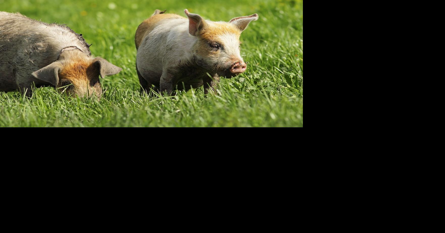 Hungry pigs chomp resident's lawns in San Jose | Regional ...
