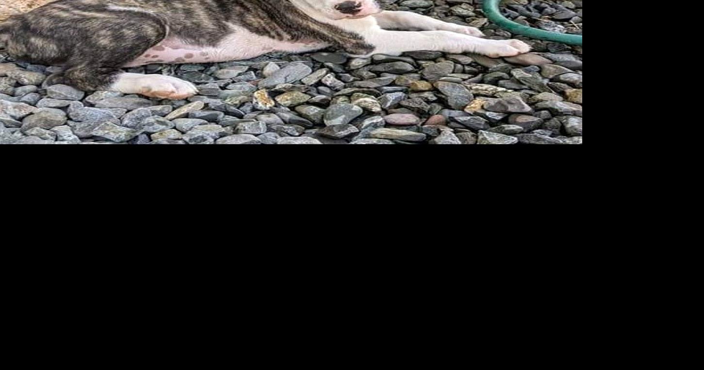 Adopt a Pet Laredo and Amarillo