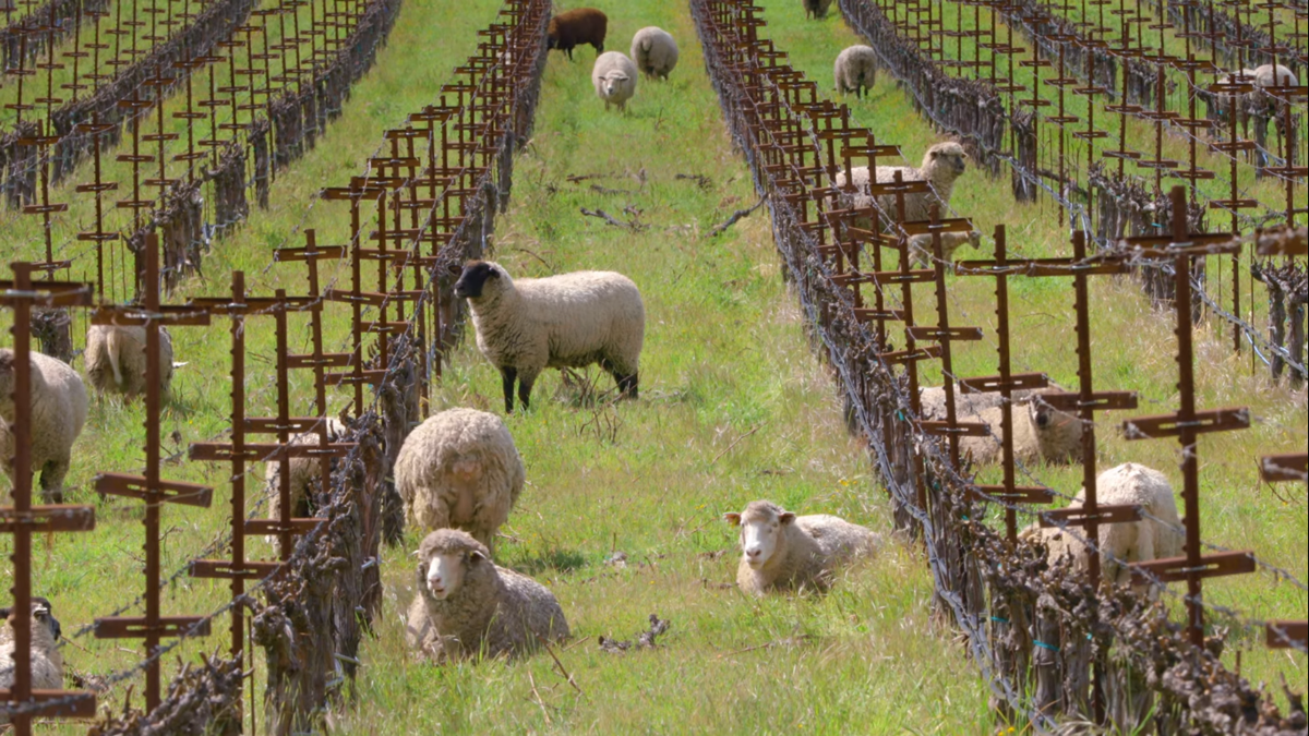 Relax with Sheep