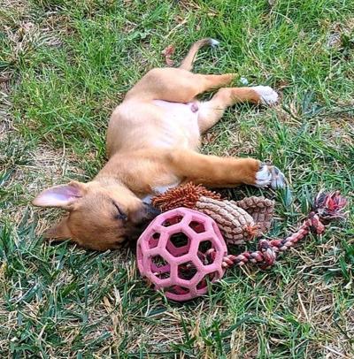 Adopt a Pet | Kodiak