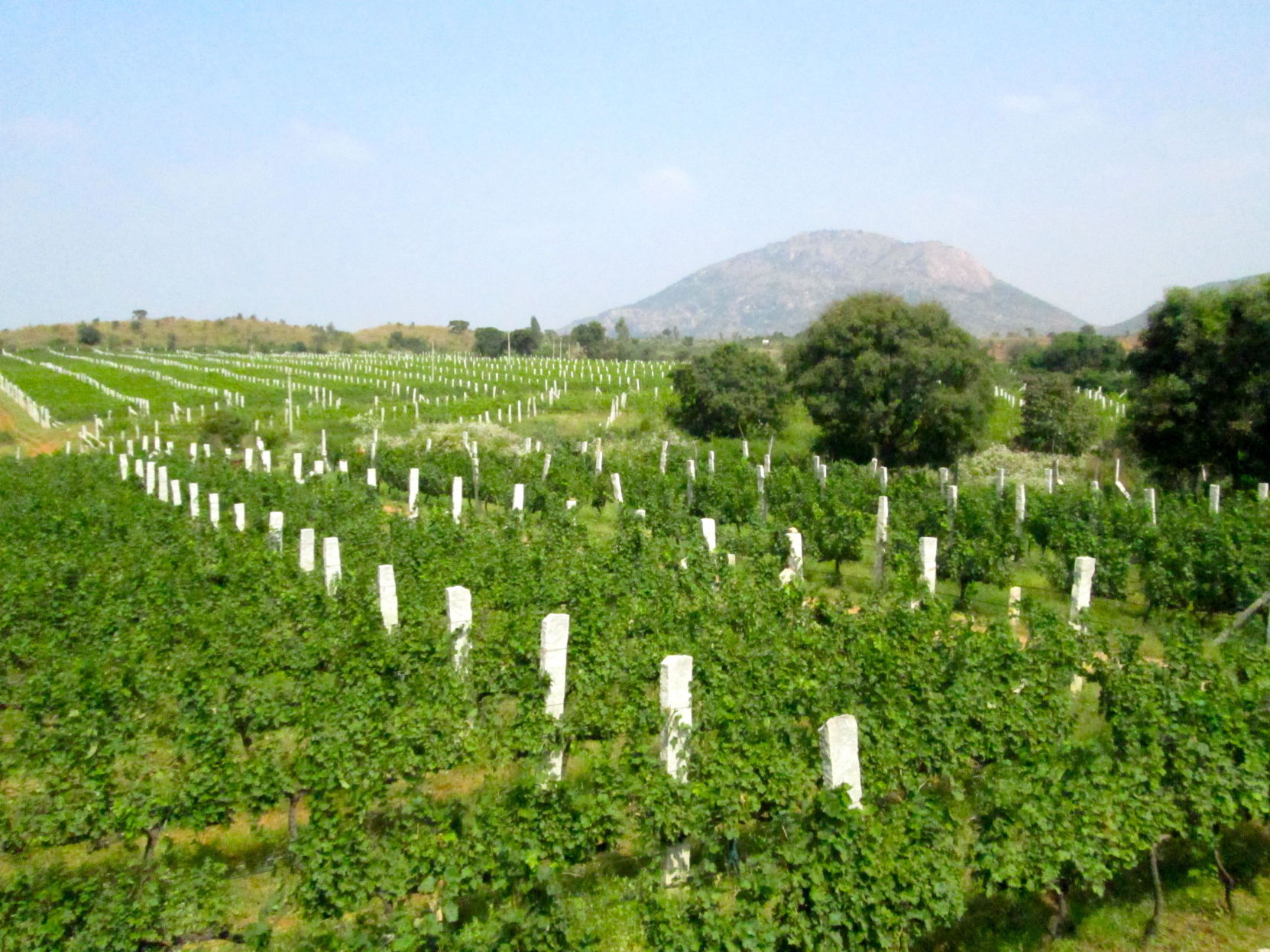 Nandi valley clearance winery