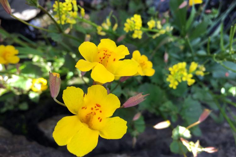 Yellow Monkey Flower Land Trust