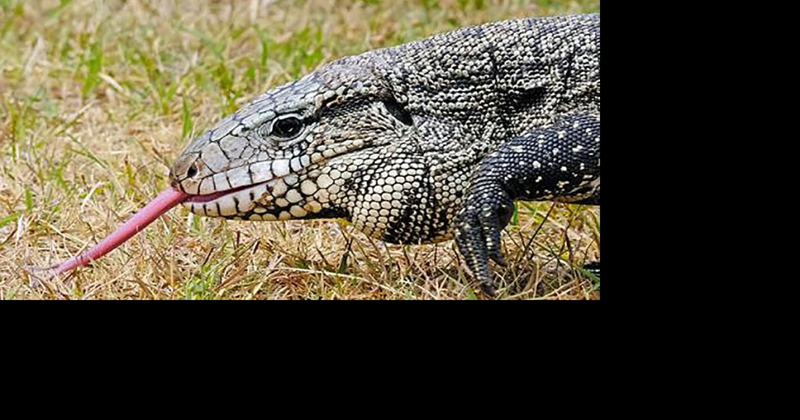Georgia seeks help tracking 4-foot-long, invasive lizards | Regional ...
