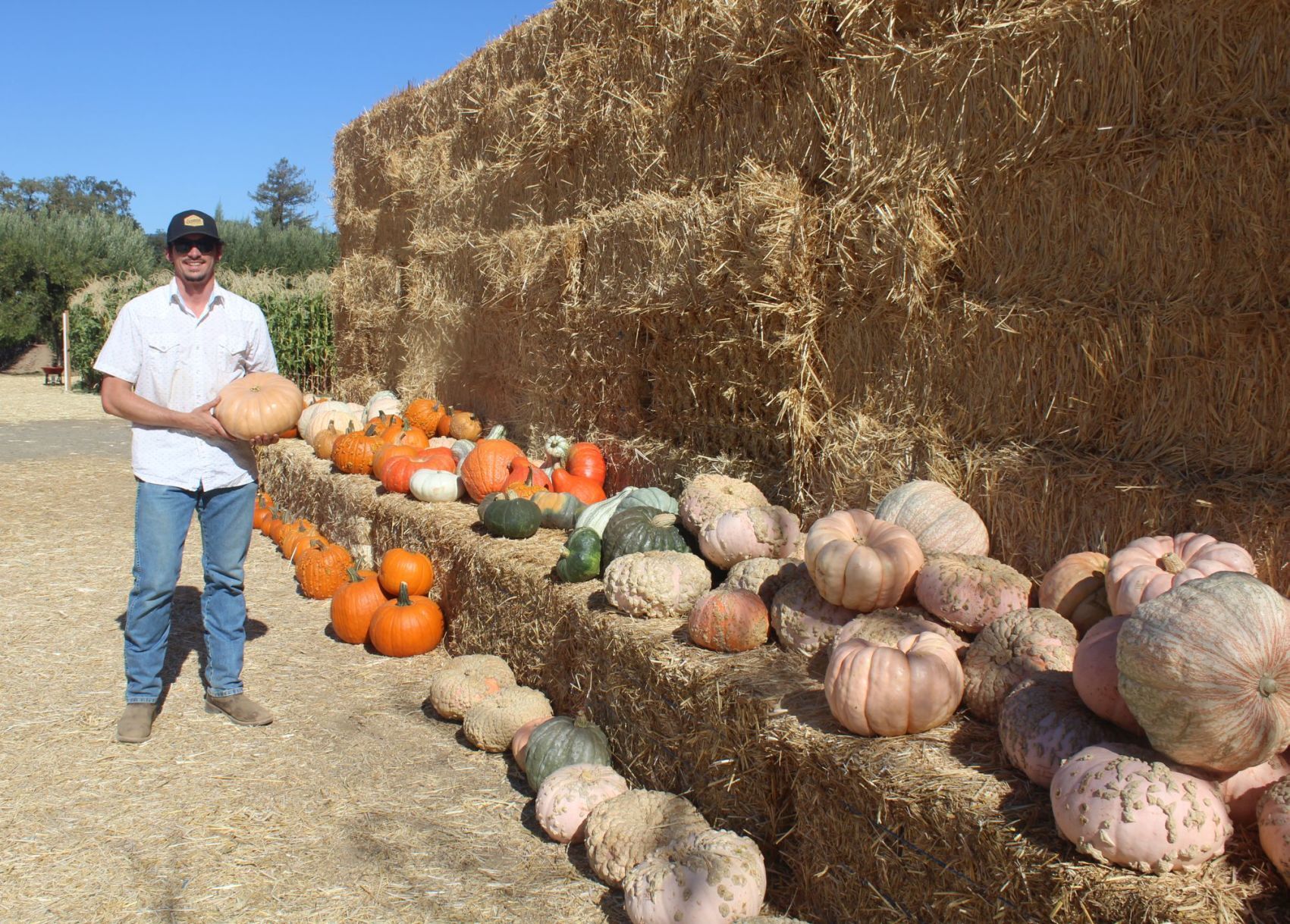 pumpkin patch helena