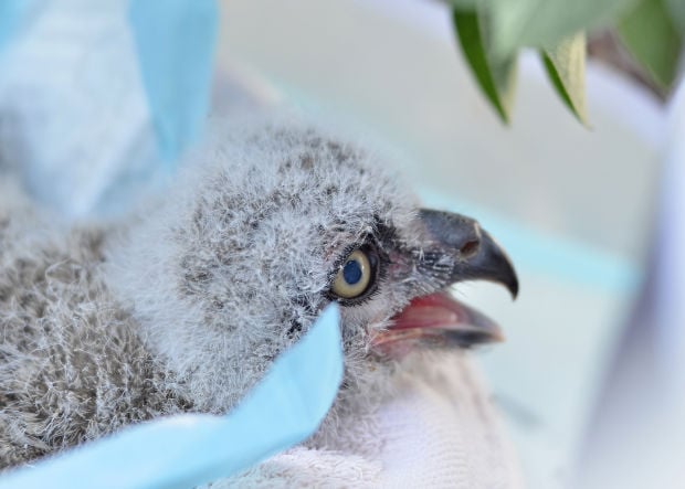 Rescuers return baby owls to nature