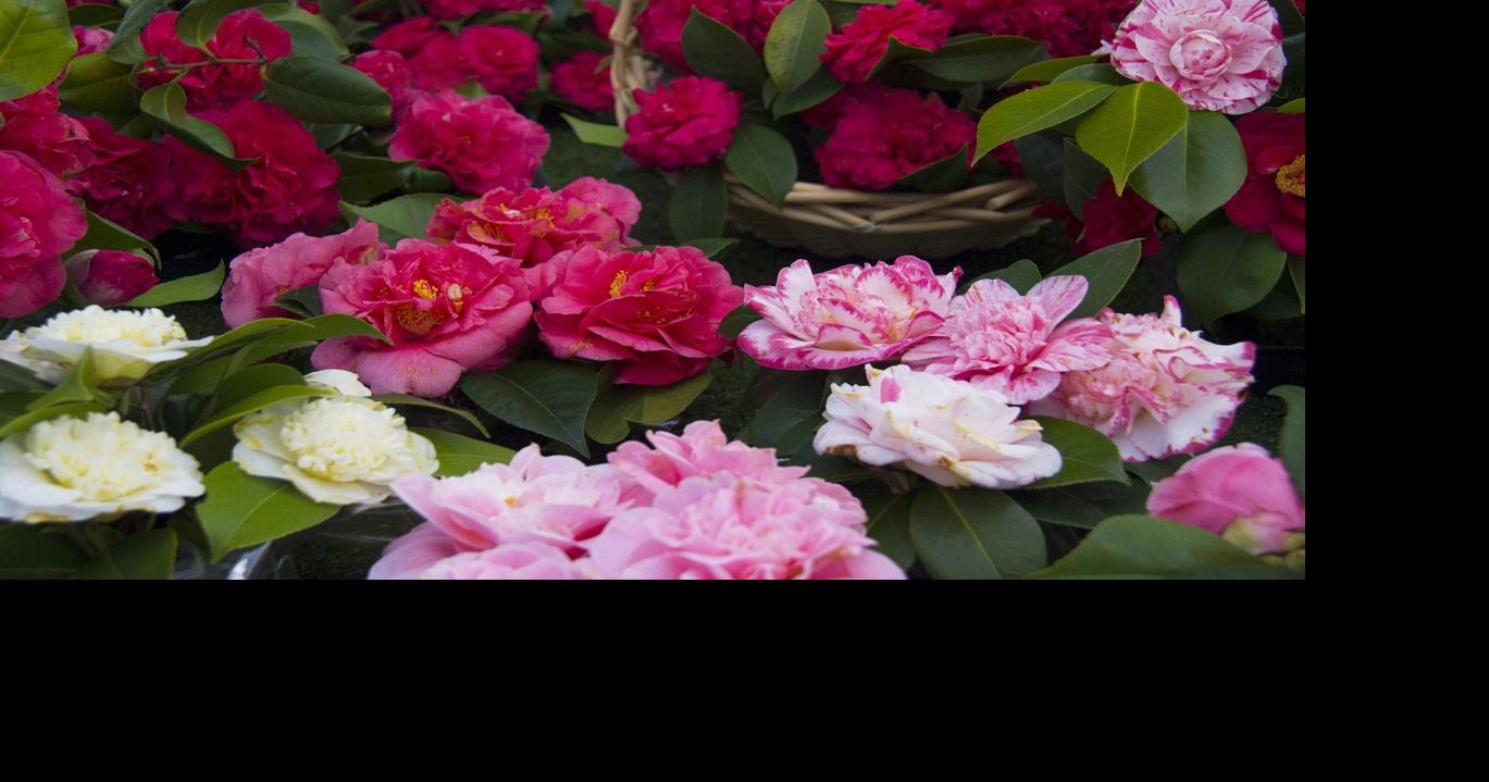 Napa County Master Gardeners: A guide to growing camellias