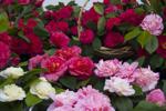 Napa County Master Gardeners: A guide to growing camellias