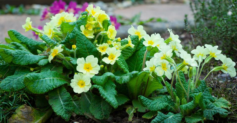 English primroses