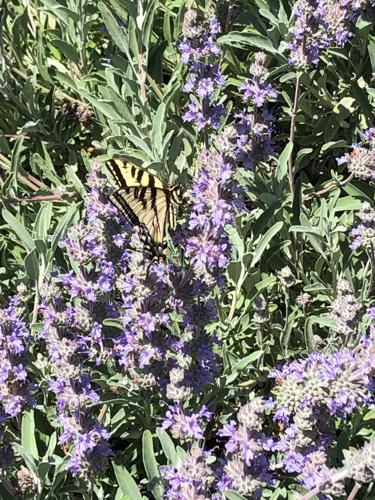Salvia Bees Bliss with Swallotail butterfly