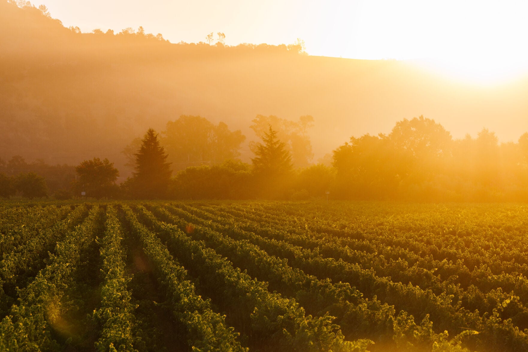 napavalleyregister.com - BARRY EBERLING barry.eberling@napanews.com - Napa County supervisors hear more requests for wine regulation relief