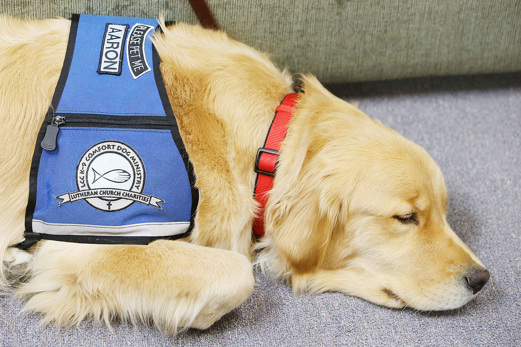 Please pet me outlet dog vest