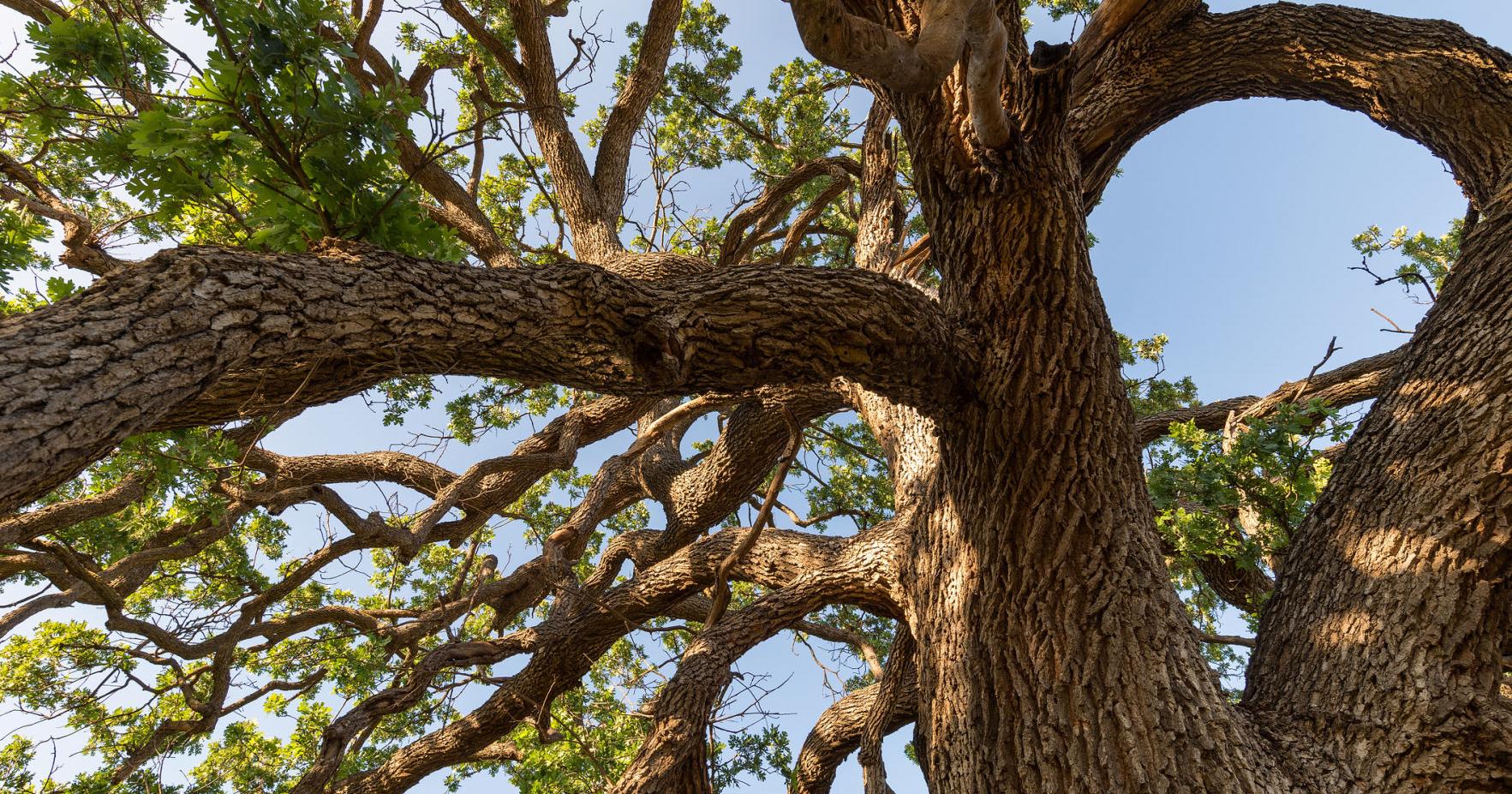 Napa County Master Gardeners: Oaks add beauty to the Napa Valley - Vimarsana News