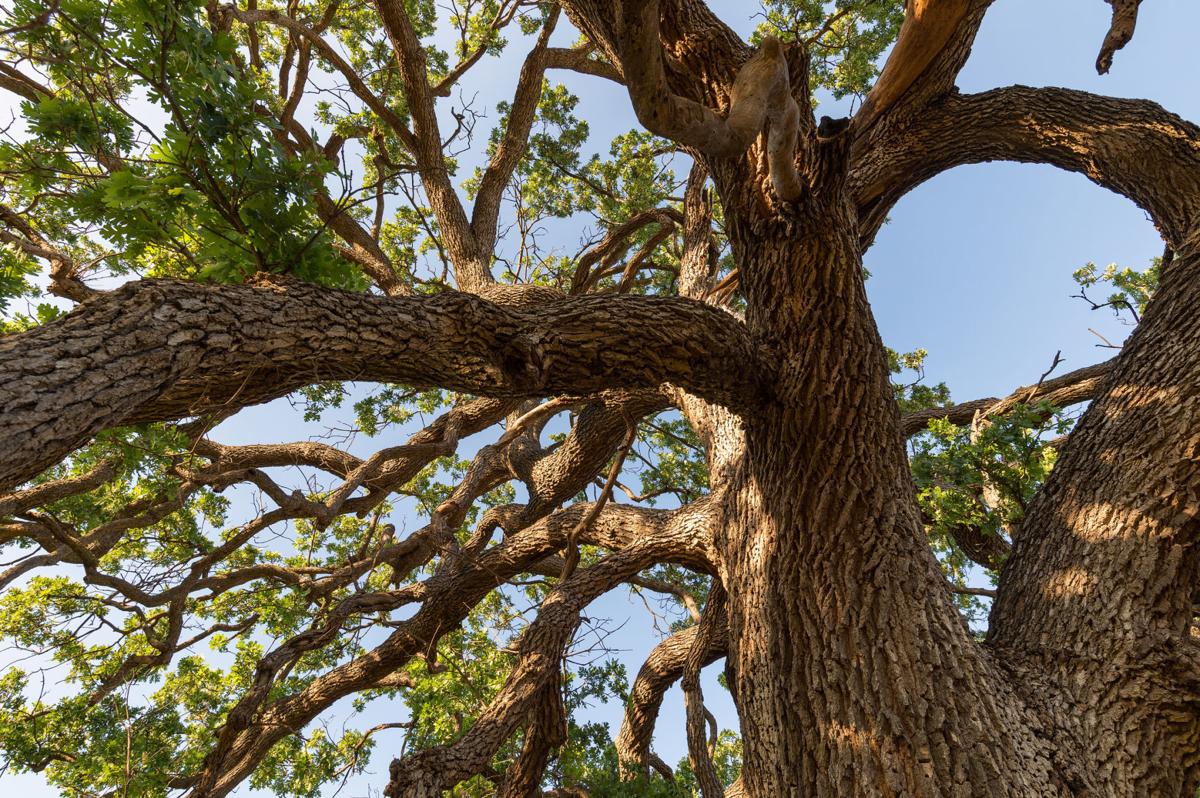 Napa County Wants To Help With Post Wildfire Oak Planting Local News 9102