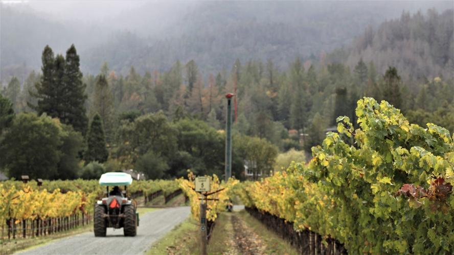 Tractor at Spottswoode vineyard in St. Helena, foggy day