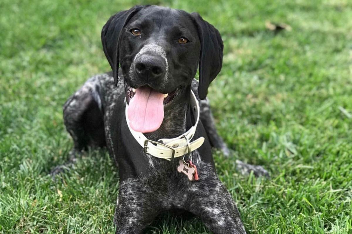 St Helena Family Asks Drivers To Slow Down After Dog Injured In