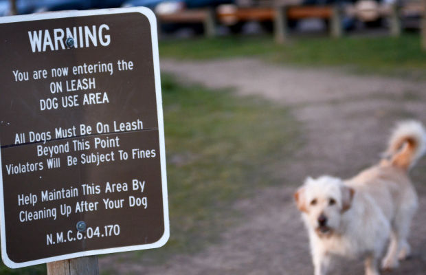 City reminds public of dog leash rules  Local News
