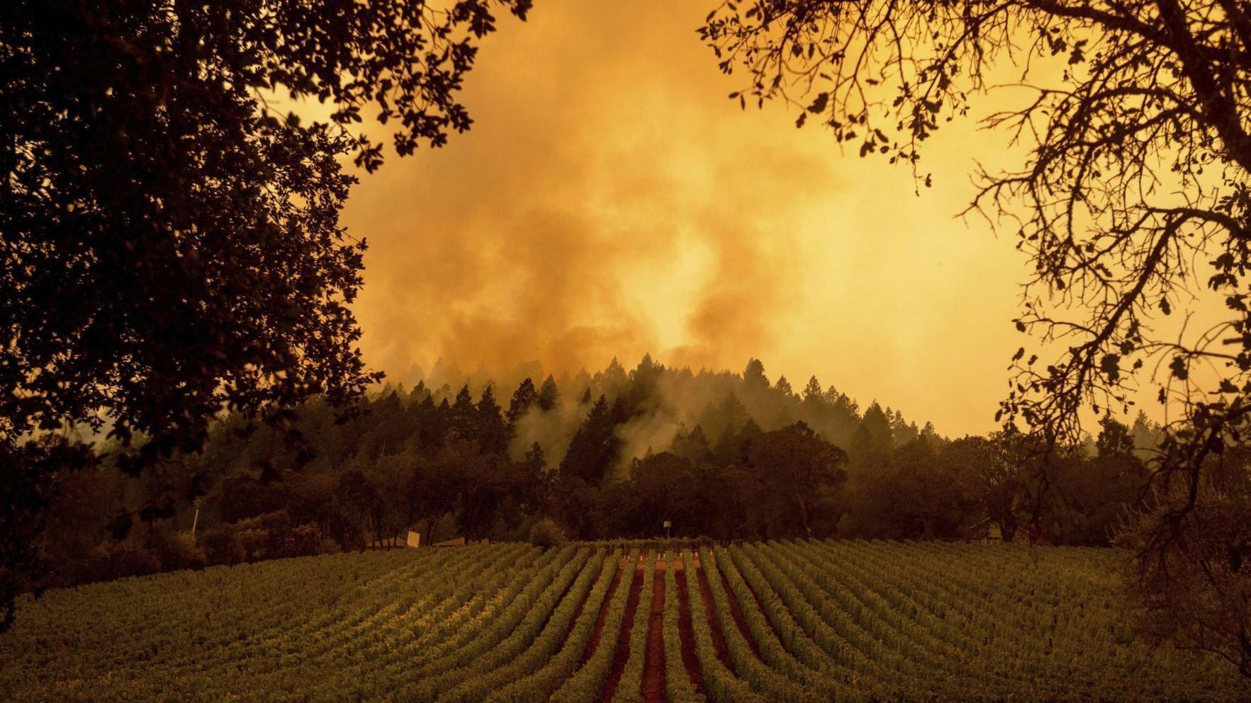 Senate Bill 11 passes, to secure wildfire insurance for valley wine producers - Vimarsana News