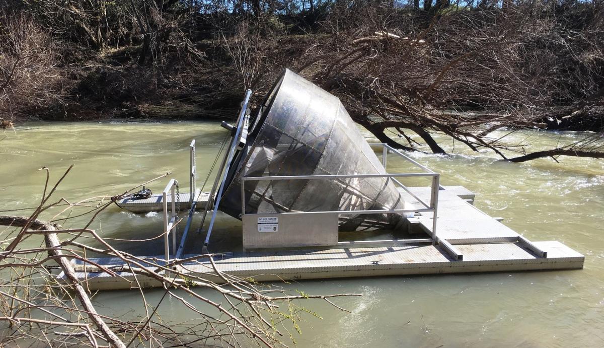 The Fishing Report Fish counter gauges Napa River health